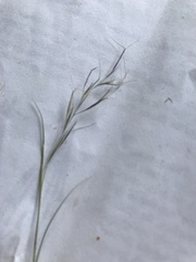 Aristida basiramea