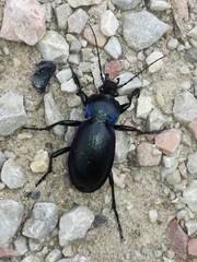Carabus germarii