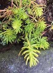 Sedum mexicanum