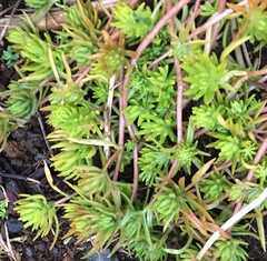 Sedum mexicanum