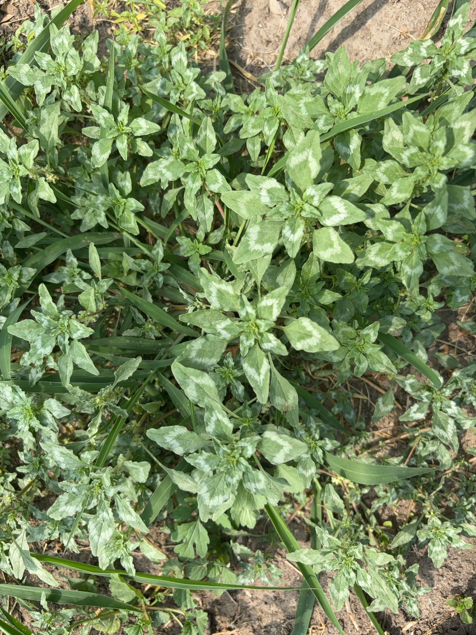 Imagem de Caruru-de-mancha
