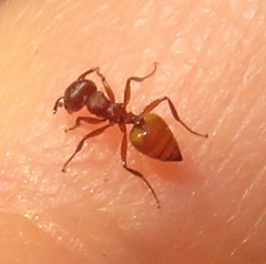 Crematogaster castanea