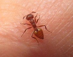 Crematogaster castanea