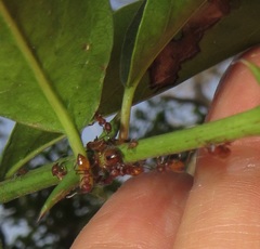 Crematogaster castanea