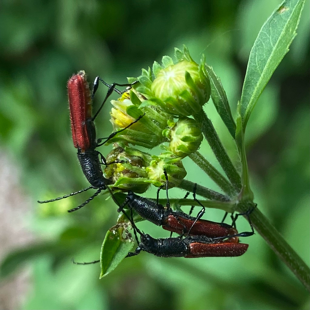 Ancylocera bicolor