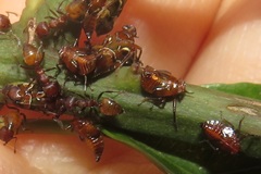 Crematogaster castanea