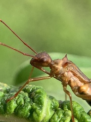 Hyalymenus longispinus