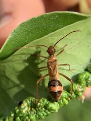Hyalymenus longispinus