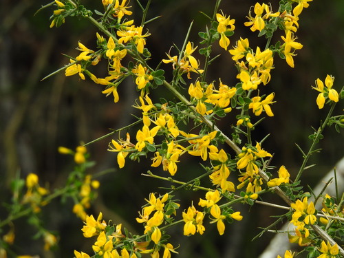 Image of Genista falcata by (c) Duarte Frade, some rights reserved (CC BY)