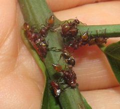 Crematogaster castanea