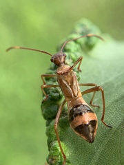 Hyalymenus longispinus