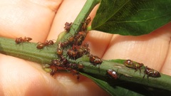 Crematogaster castanea