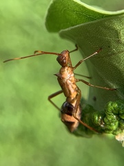 Hyalymenus longispinus