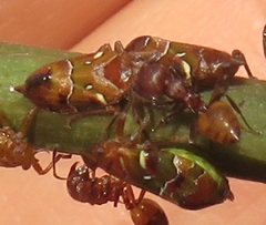 Crematogaster castanea