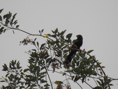 Crotophaga sulcirostris