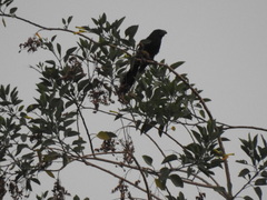 Crotophaga sulcirostris