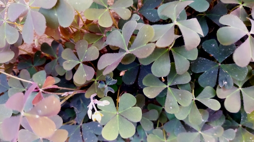 Creeping Woodsorrel