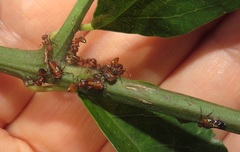 Crematogaster castanea