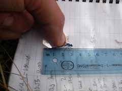 Coenagrion interrogatum