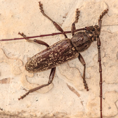 Parelaphidion aspersum