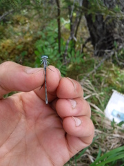 Coenagrion interrogatum