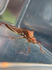 Hyalymenus longispinus