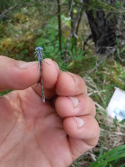 Coenagrion interrogatum