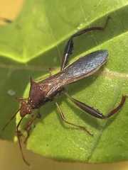Hyalymenus longispinus