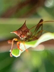 Hyalymenus longispinus