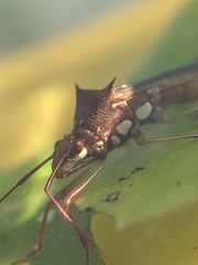 Hyalymenus longispinus