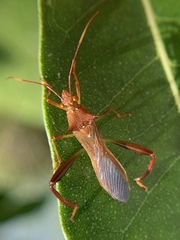 Hyalymenus longispinus