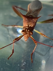 Hyalymenus longispinus