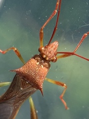 Hyalymenus longispinus