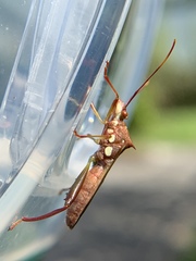 Hyalymenus longispinus