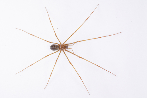 Ectatosticta xuanzang