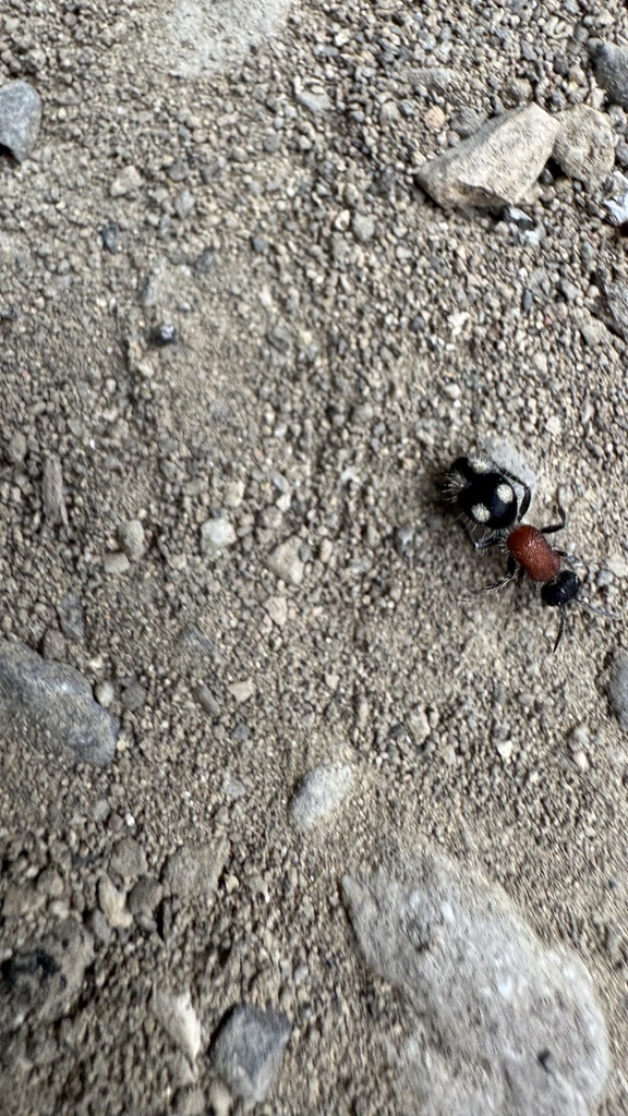 Trogaspidia catanensis