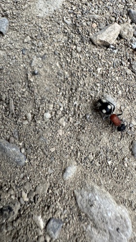 Trogaspidia catanensis