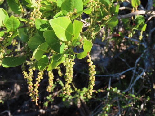 Coccoloba krugii, photograph 3