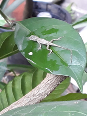 Anolis aeneus