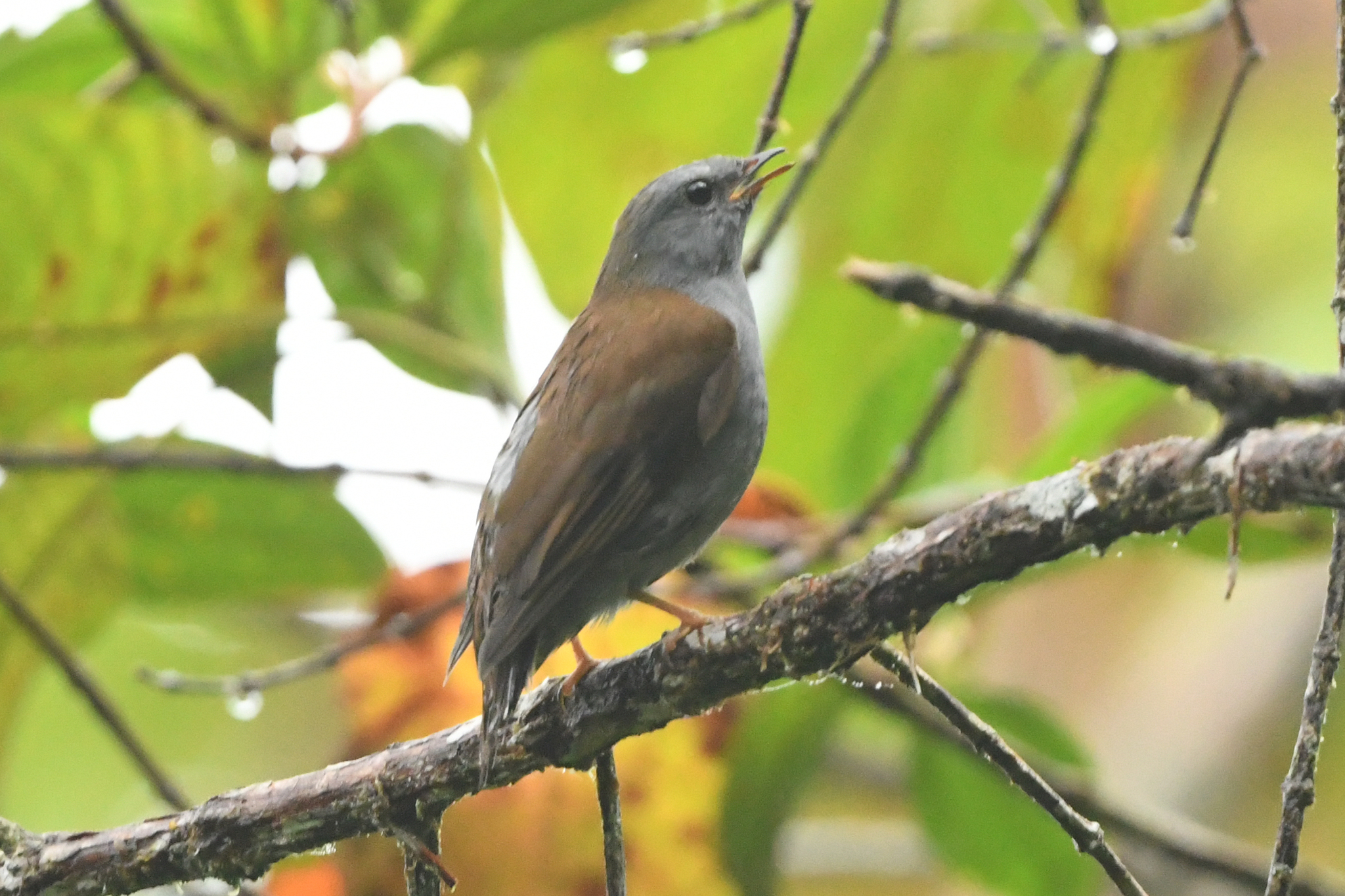 Andean Solitaire (Myadestes ralloides), photo 4