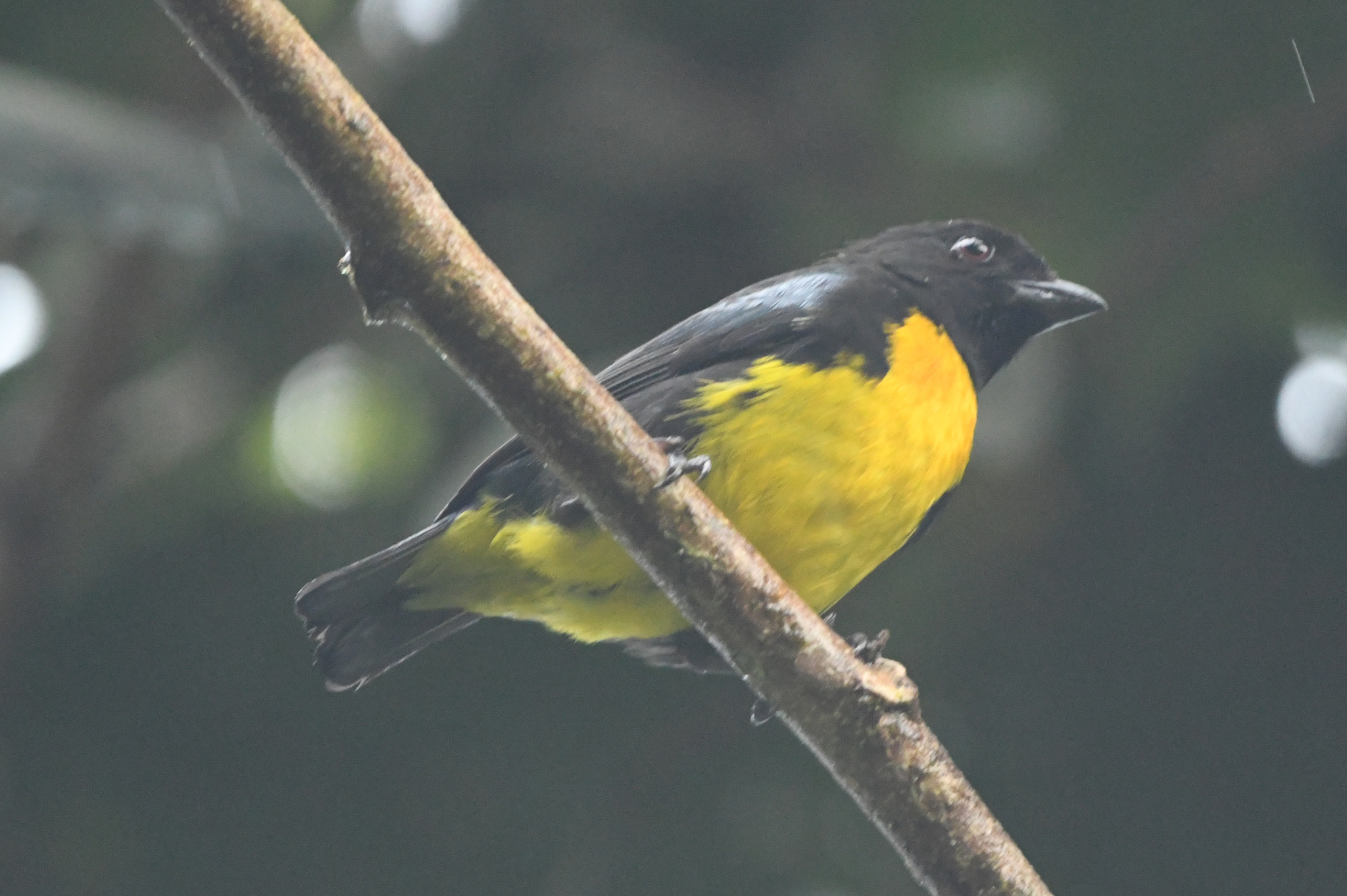 Black-and-gold Tanager (Bangsia melanochlamys), photo 4