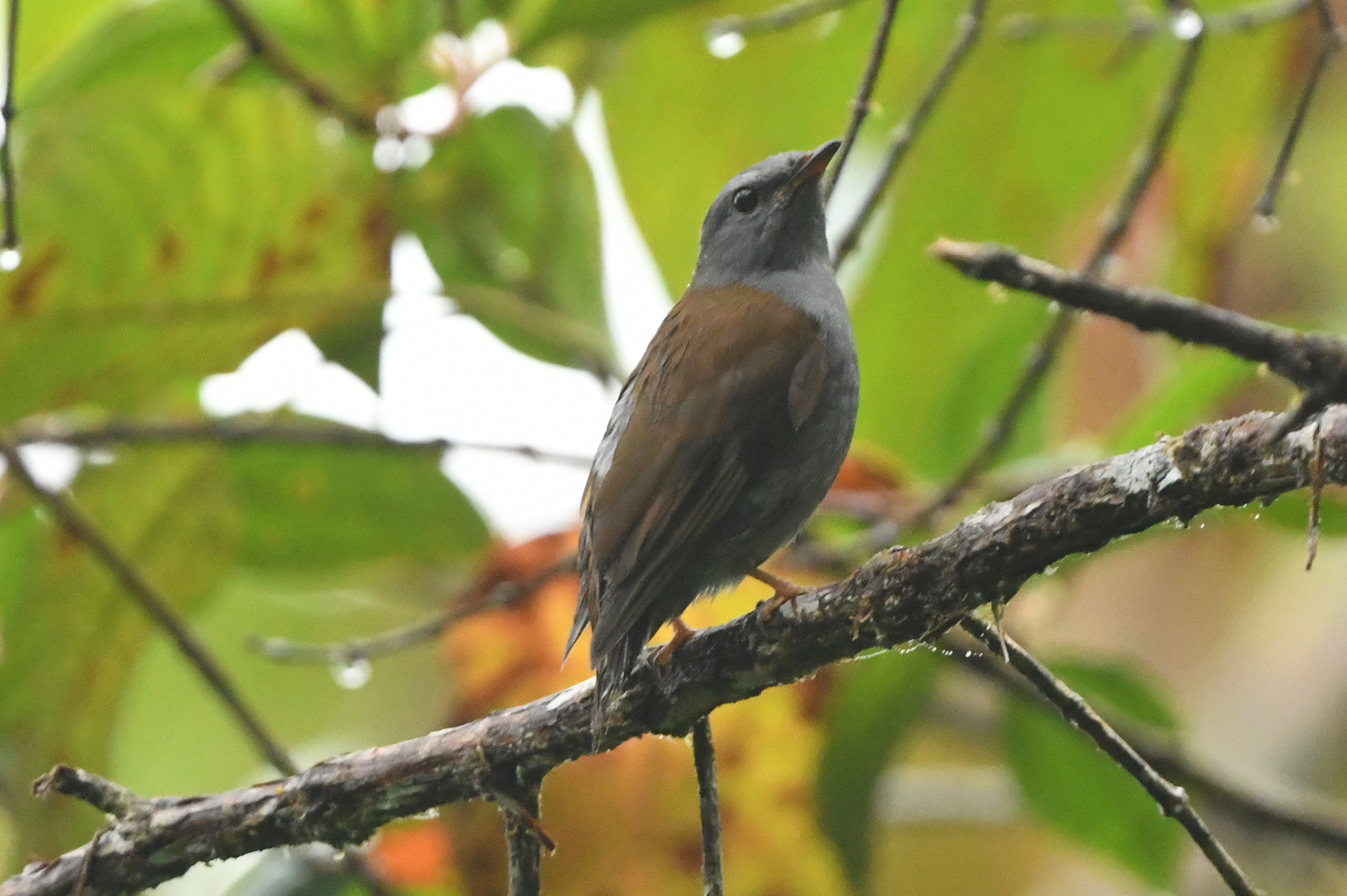 Andean Solitaire (Myadestes ralloides), photo 3