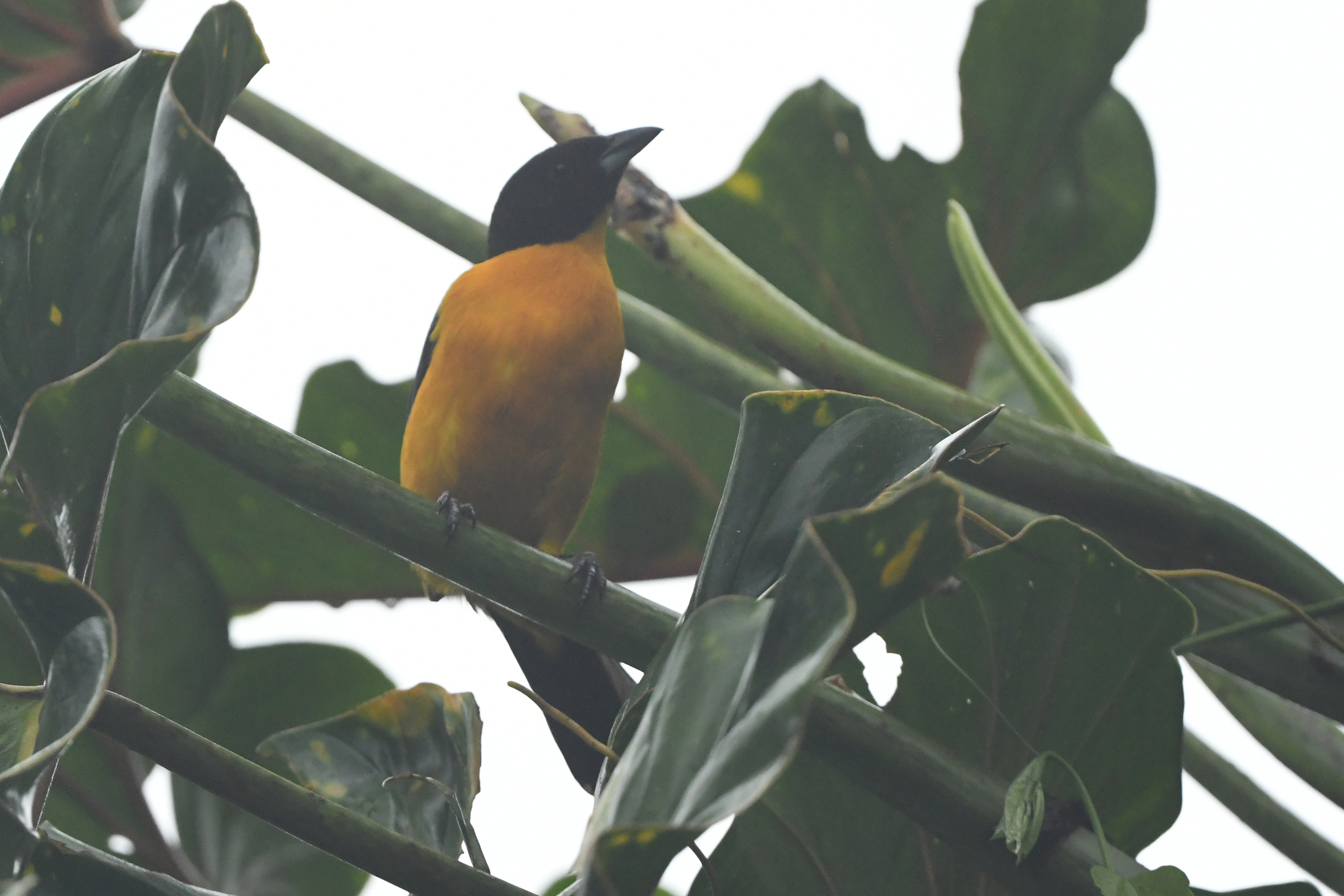 Black-chinned Mountain Tanager (Anisognathus notabilis), photo 4