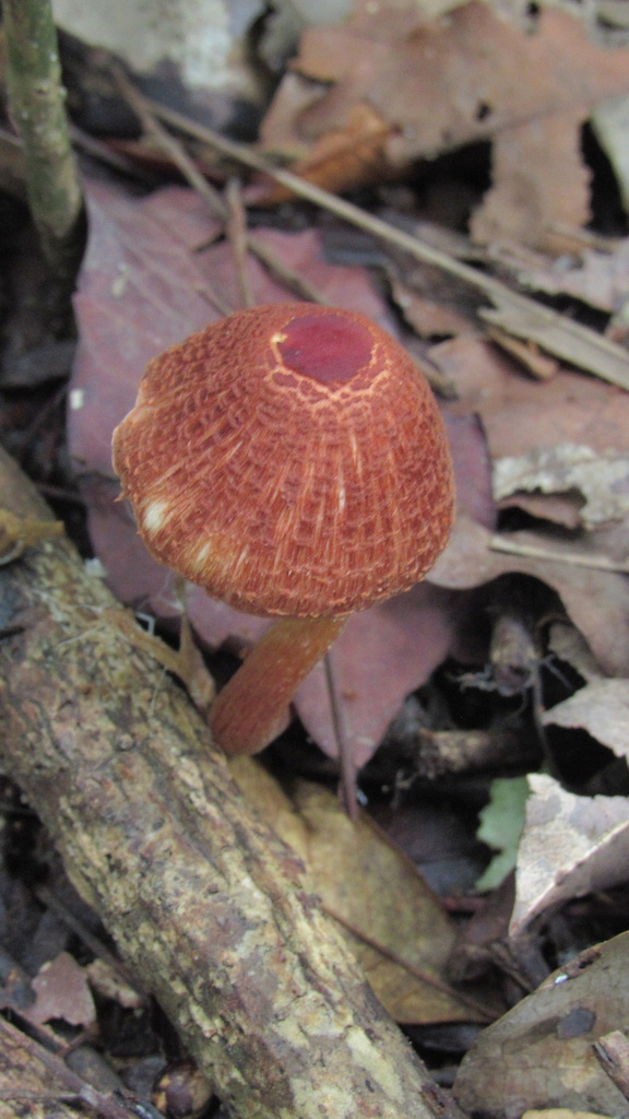 Rugosospora pseudorubiginosa · April 2025 · photo: © sheylarossi (iNaturalist, cc-by-sa)