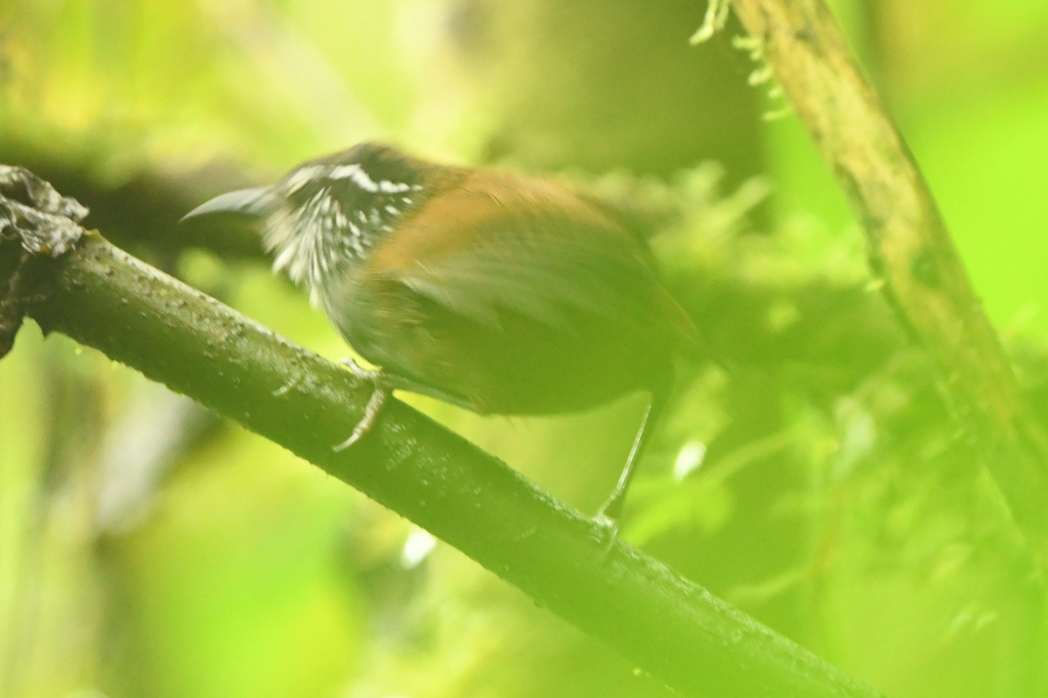 Grey-breasted Wood Wren (Henicorhina leucophrys), photo 5