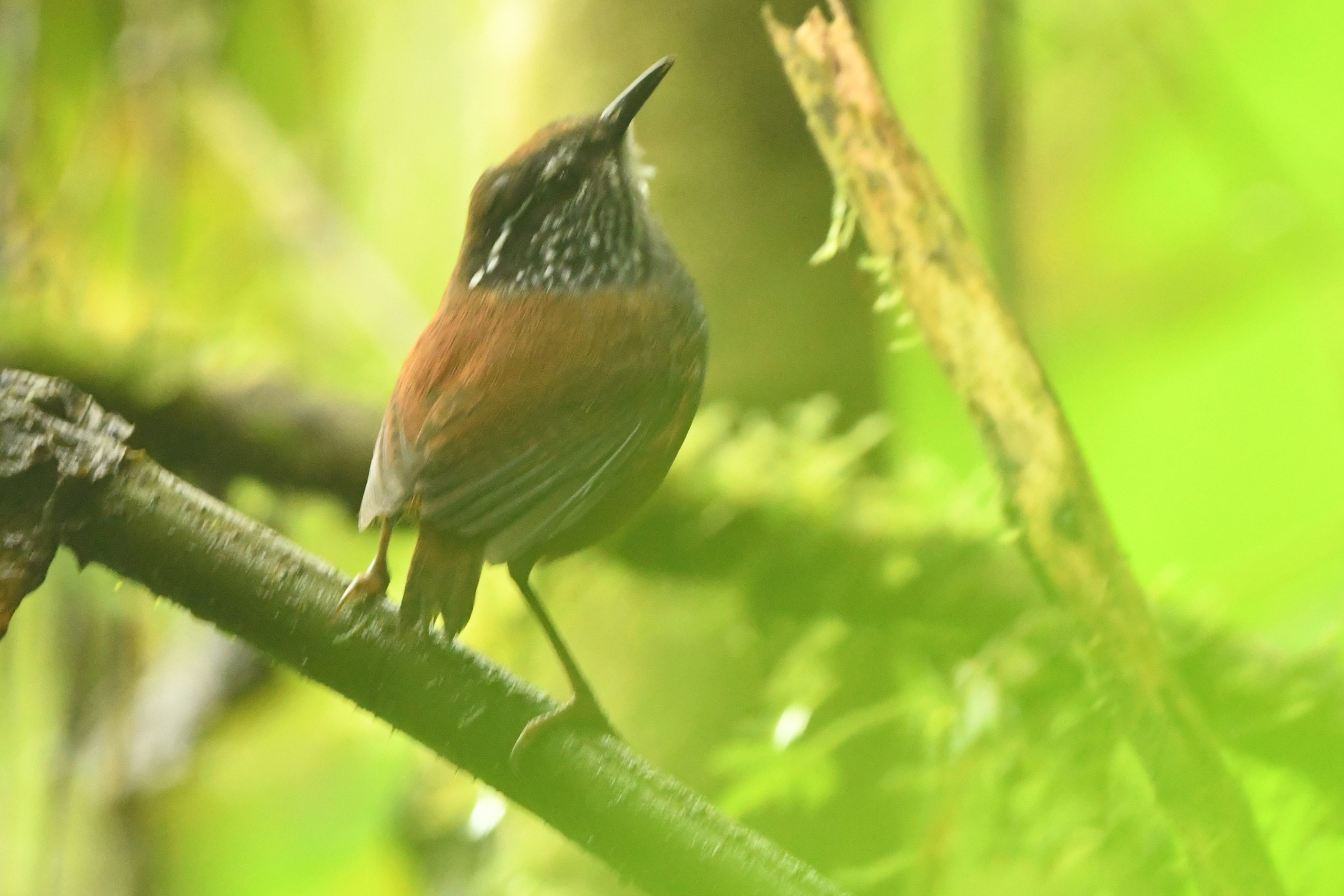 Grey-breasted Wood Wren (Henicorhina leucophrys), photo 4