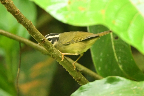 Three-striped Warbler (Basileuterus tristriatus), photo 4