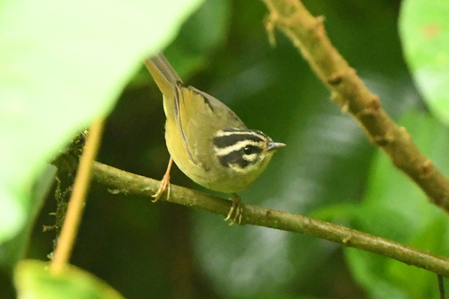 Three-striped Warbler (Basileuterus tristriatus), photo 3