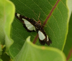 Heliomata cycladata