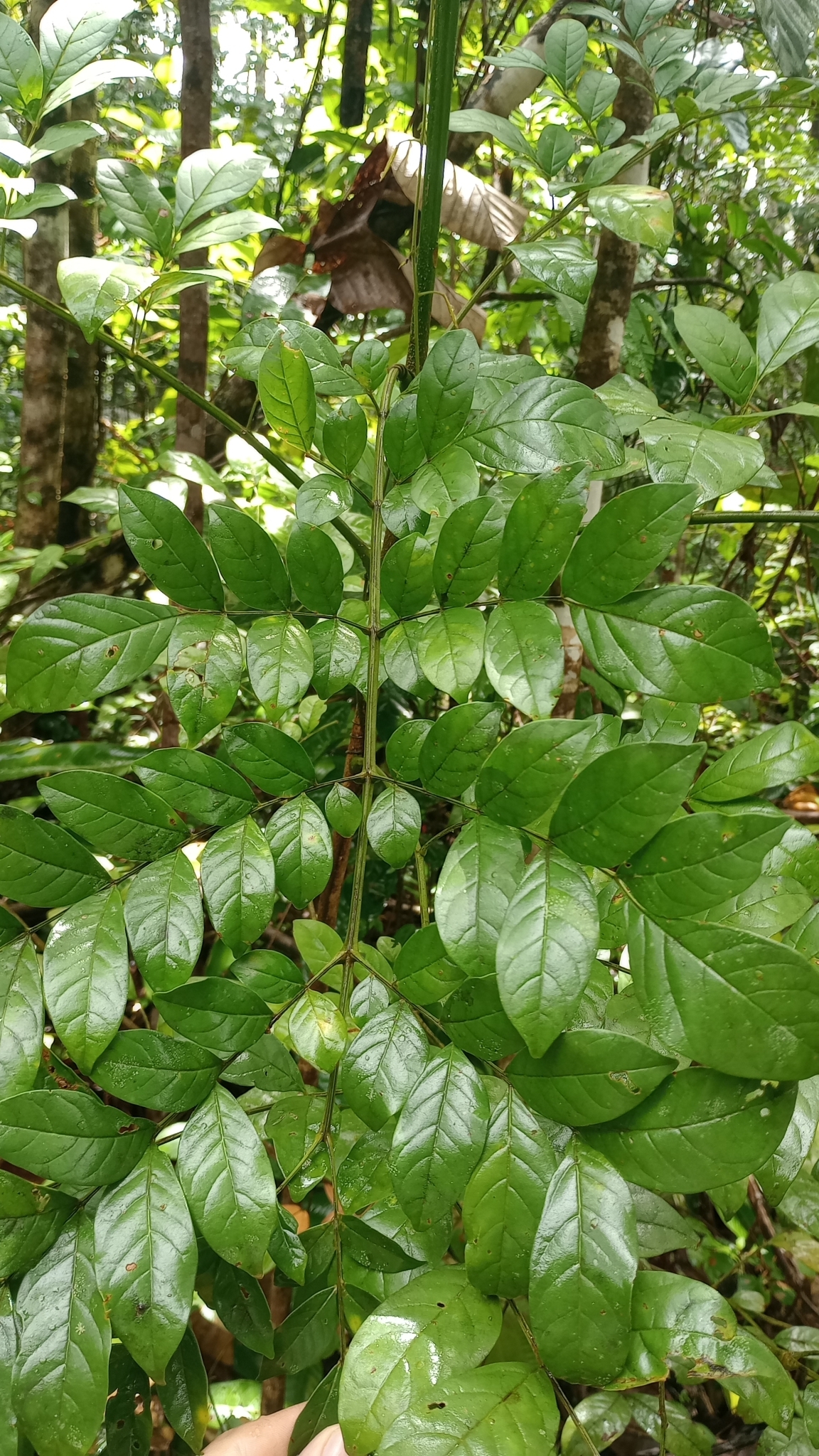 Imagem de Caroba-roxa
